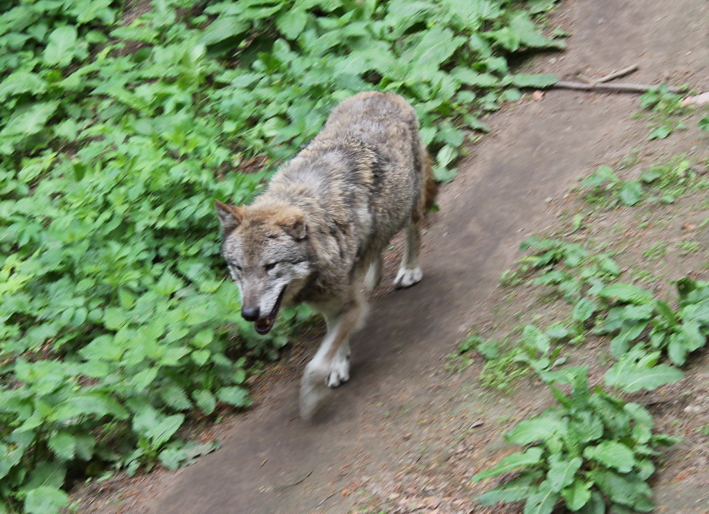 Wolf im Wald gesichtet